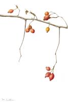 Wild Rosehips