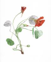 Tropaelum majus