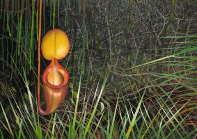 Nepenthes x kinabaluensis, in oils