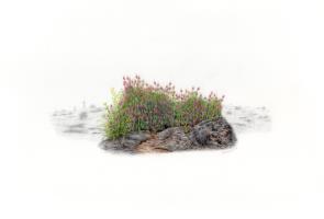 A Piece of Turf from the Chalkewadi Plateau