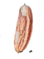 Luffa aegyptiaca