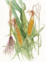 Zea mays