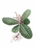 Labisia Obtusifolia