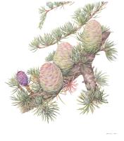 Cedar of Lebanon