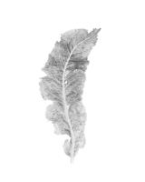 Armoracia rusticana