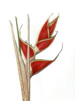 Heliconia wagneriana