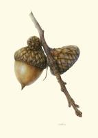 Masting Acorns