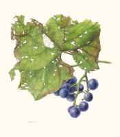 Beta Grapes