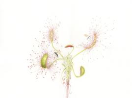 Drosera scorpioides