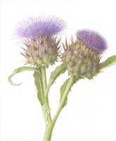 Two Cardoons