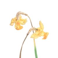 Narcissus cyclamineus, February Gold