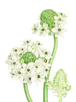 Ornithogalum arabicum, Arabian Starflower