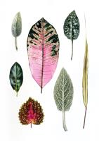 «Seven Forms of Nature»