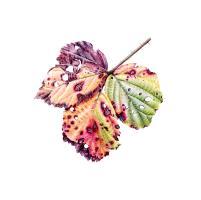Rubus ulmifolius Elmleaf Blackberry Leaf