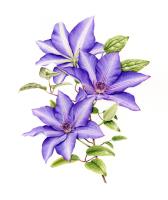 Clematis The President