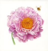 Peony