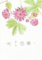 Astrantia major 'Rubra'  Hattie's pincushion, Fullers Mill Garden