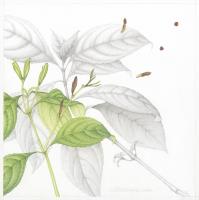 Strobilanthes cusia