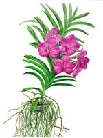 Vanda
