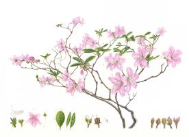 Rhododendron schlippenbachii Maxim.