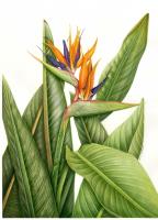 Strelitzia reginae Banks