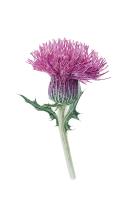 Thistle
