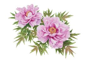 Peony
