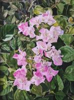 Bougainvillea