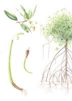 Rhizophora mangle