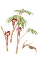 Taiwanese Cobra Lily Arisaema taiwanense Taiwanese cobra lily