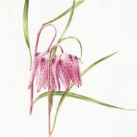 Snake’s Head Fritillary Fritillaria meleagris snake’s head fritillary