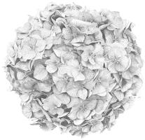 Hydrangea