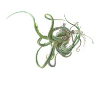 Octopus Plant:Tillandsia caput-medusae