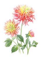 Dahlias