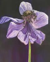 Poppy anemone