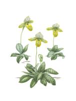 Paphiopedilum venustum alba