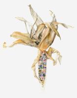 Zea mays Glass gem