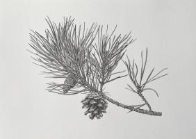 Pinus sylvestris