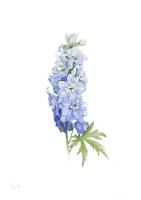 Delphinium 