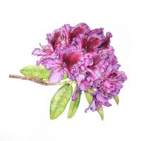 Rhododendron Black Pearl