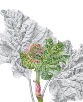 Rhubarb