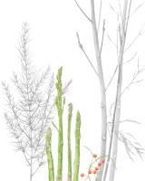 Asparagus officinalis