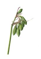 Holding Seed