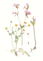 Meadow Awakening