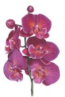 Sonnet Orchid