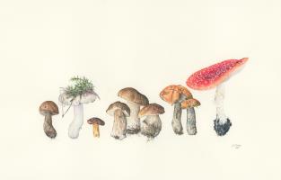 A walk through a forest - funghi study 