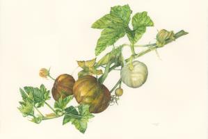 Pumpkin Rhizomes - what is most beautiful is often grounded