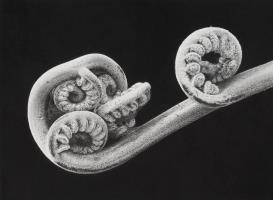 Crozier - Cyathea vieillardii