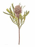 Leucadendron coniferum, dried cone