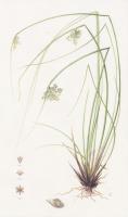 Juncus effusus